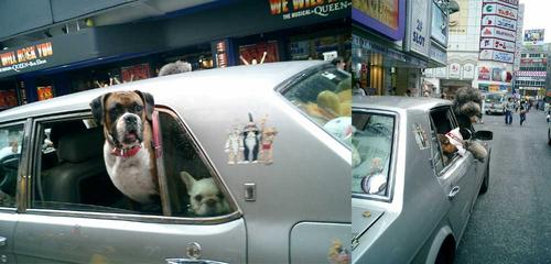 dogs_in_car.jpg